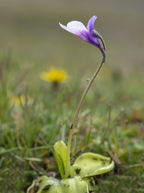Pinguicula nevadensis.14