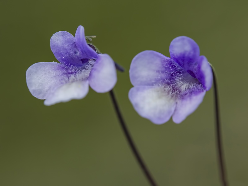 Pinguicula nevadensis.06