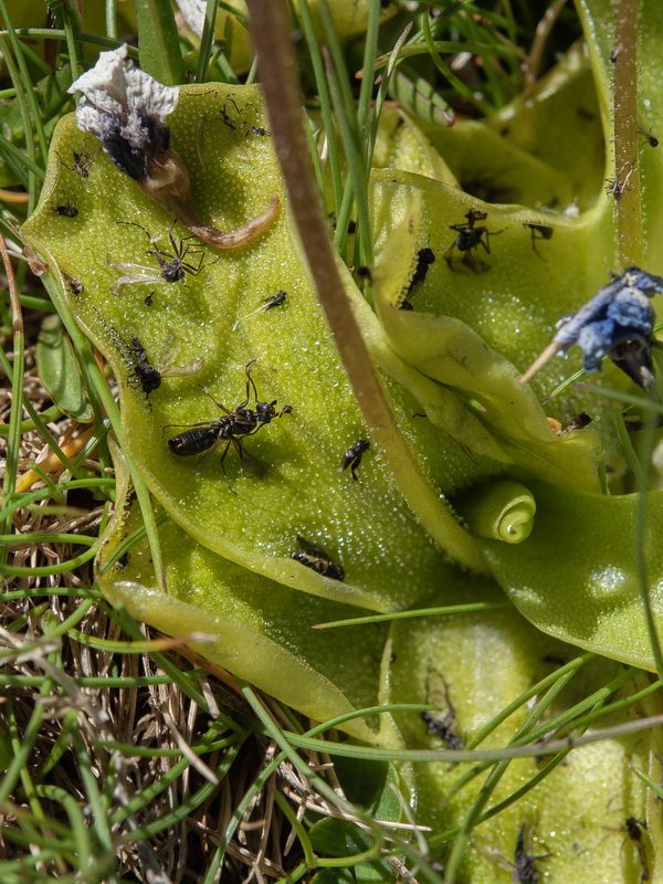Pinguicula nevadensis.17