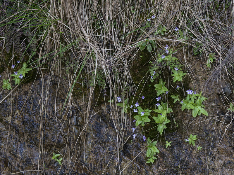Pinguicula tejedensis.01