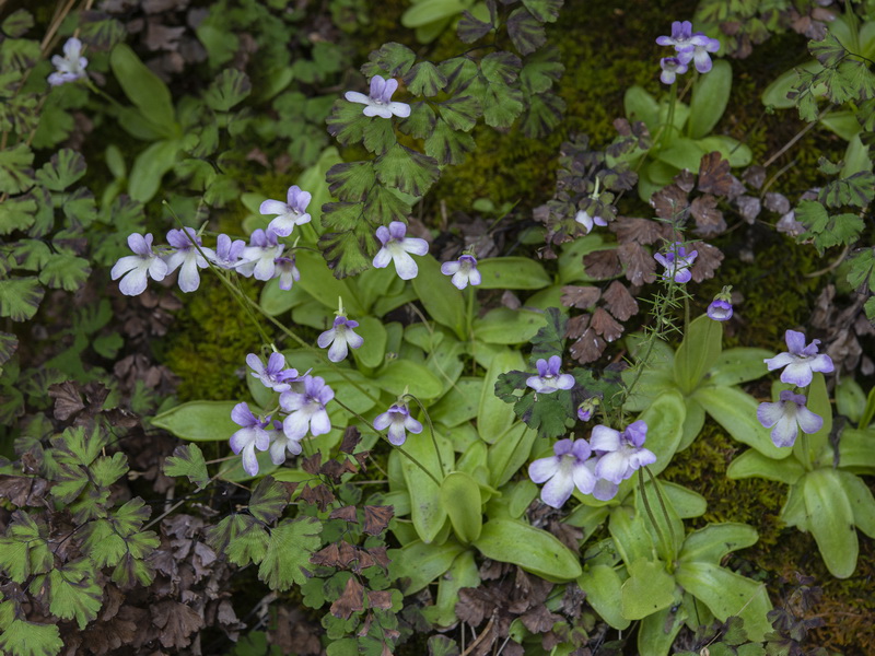 Pinguicula tejedensis.02