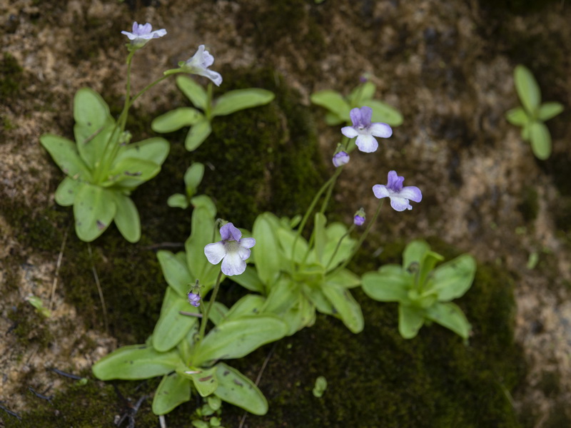 Pinguicula tejedensis.04