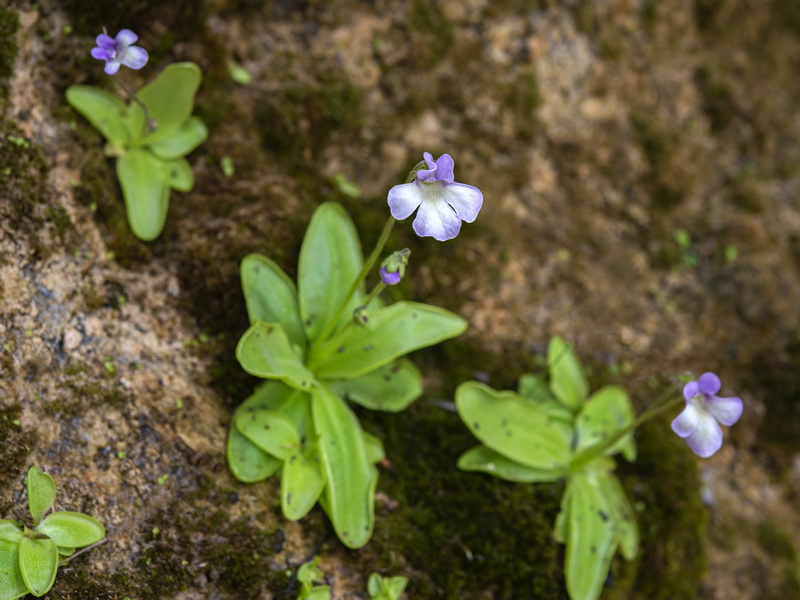 Pinguicula tejedensis.07