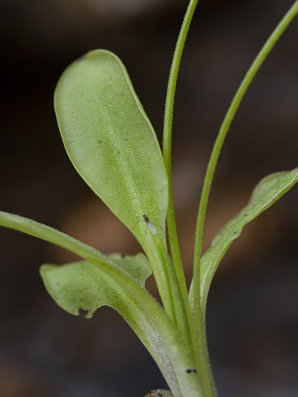 Pinguicula tejedensis.11