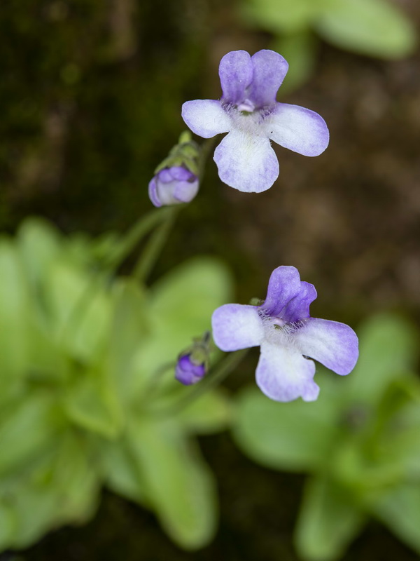 Pinguicula tejedensis.12