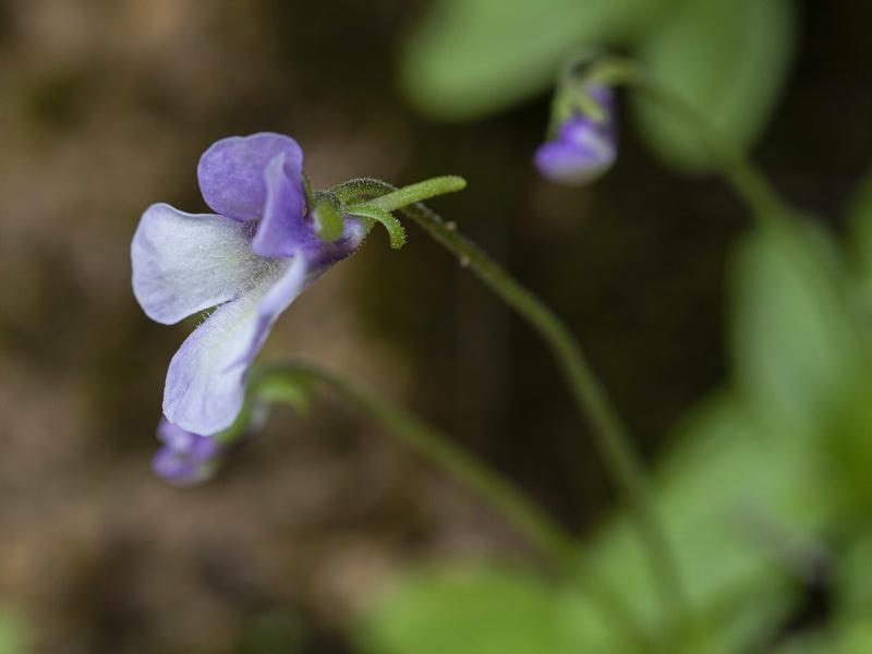 Pinguicula tejedensis.13