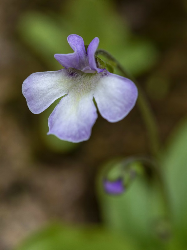 Pinguicula tejedensis.14