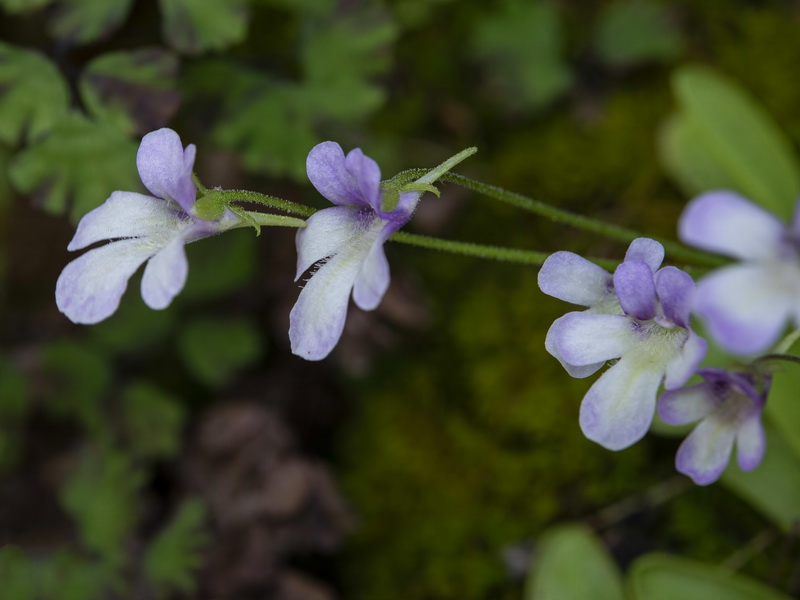 Pinguicula tejedensis.15