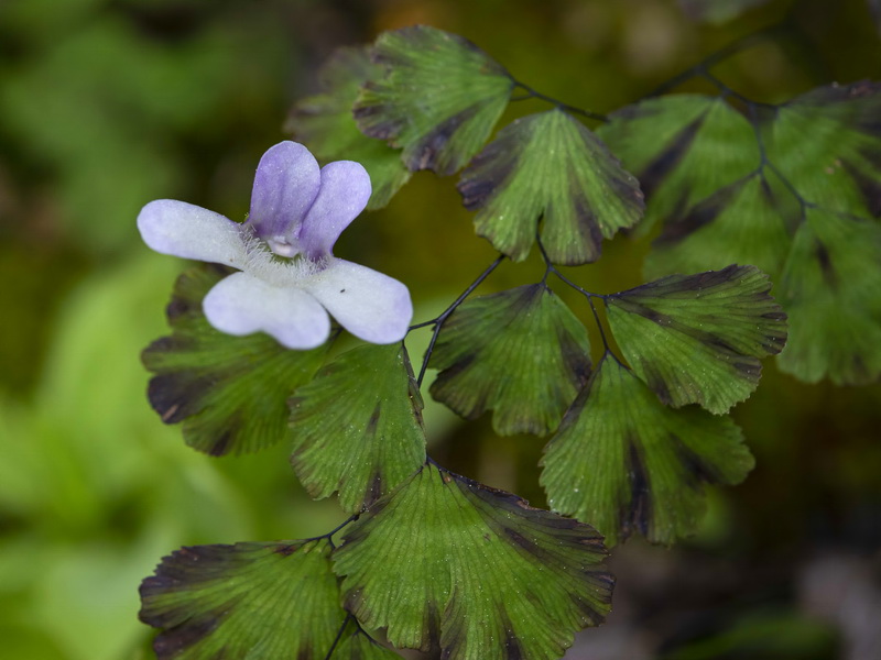 Pinguicula tejedensis.16