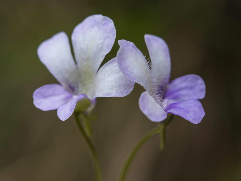 Pinguicula tejedensis.18