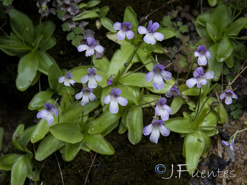 Pinguicula tejedensis.05