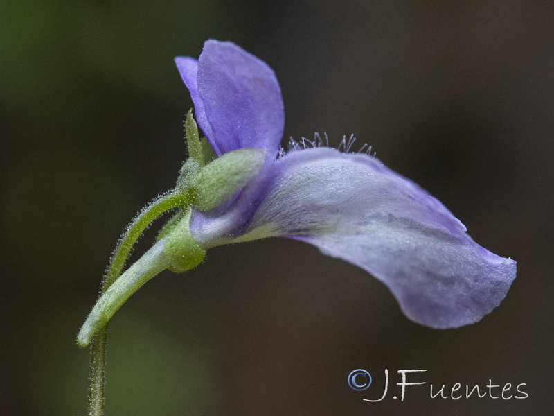 Pinguicula tejedensis.17