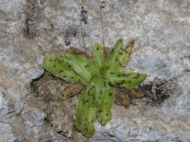Pinguicula tejedensis.29