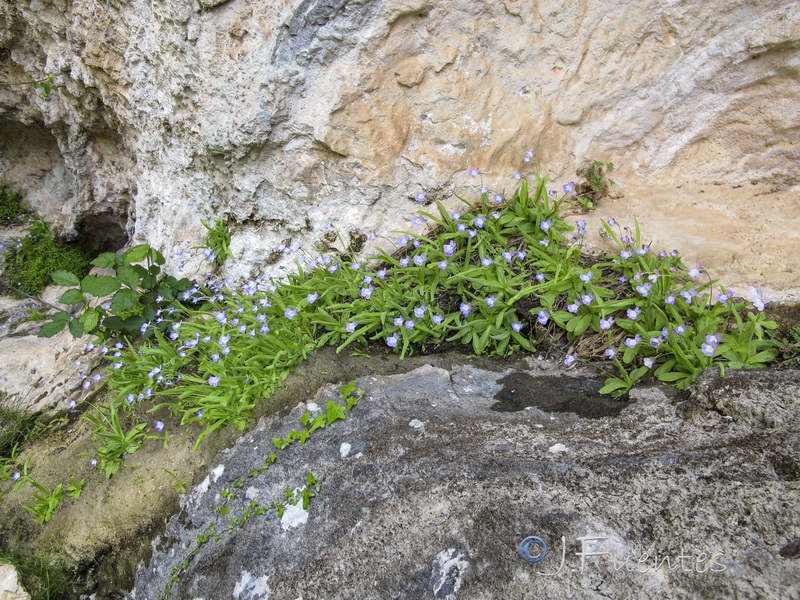 Pinguicula vallisneriifolia.02