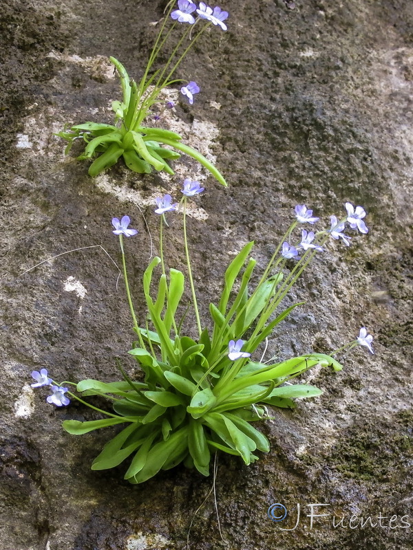 Pinguicula vallisneriifolia.07