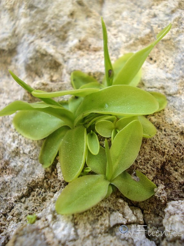 Pinguicula vallisneriifolia.09