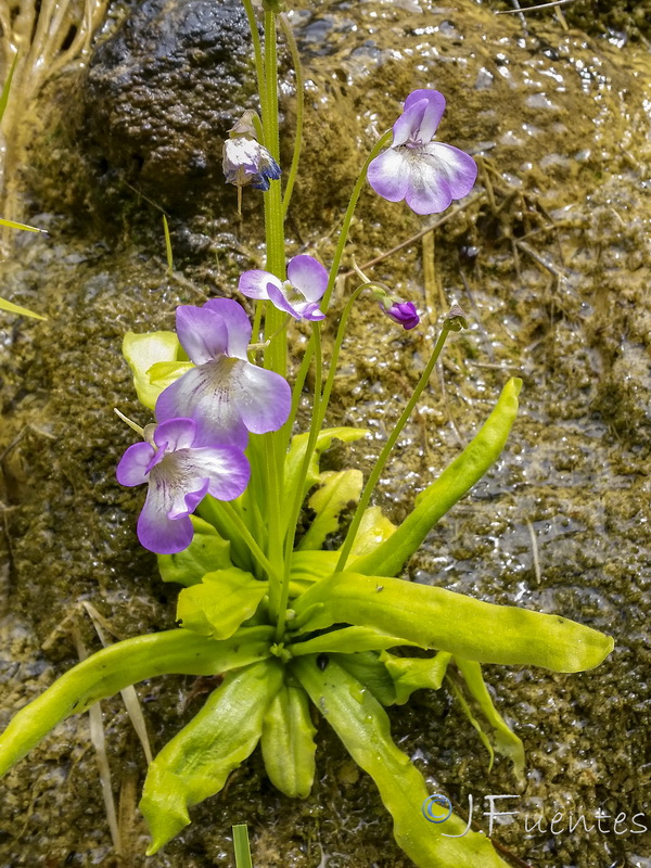 Pinguicula vallisneriifolia.11