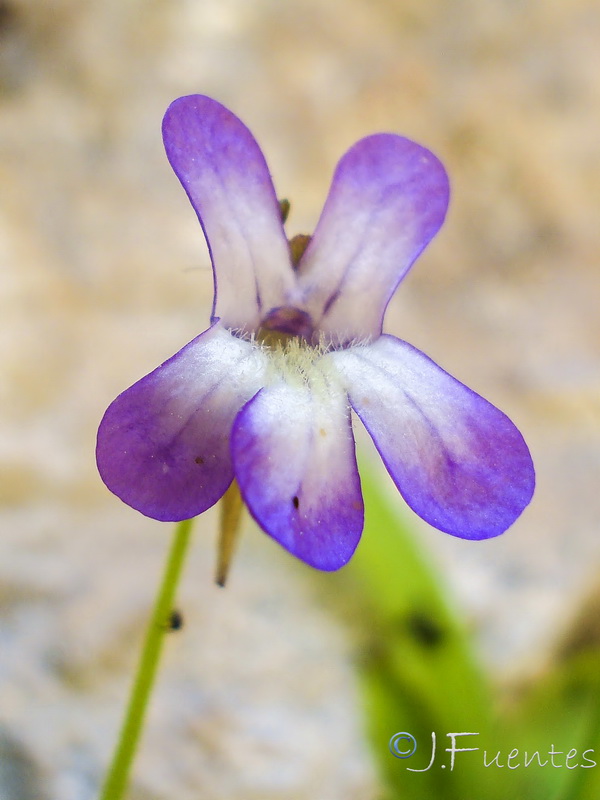 Pinguicula vallisneriifolia.13