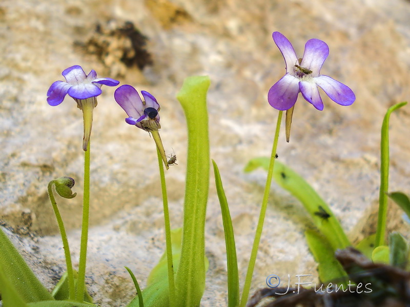 Pinguicula vallisneriifolia.14