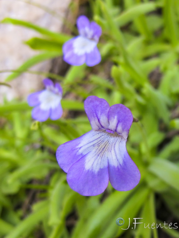 Pinguicula vallisneriifolia.15