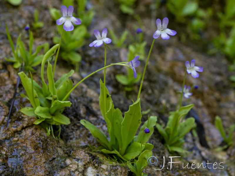 Pinguicula vallisneriifolia.17