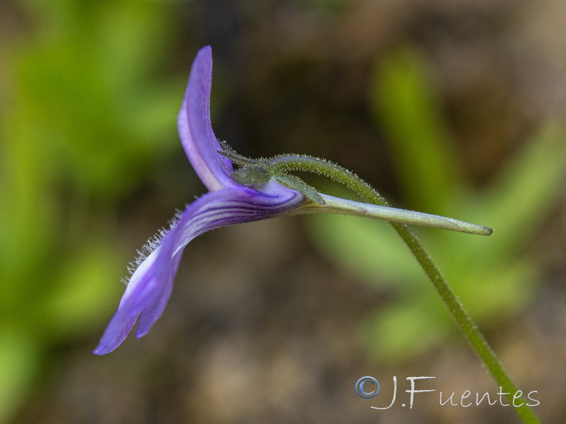 Pinguicula vallisneriifolia.18