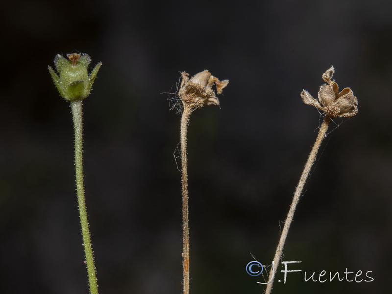 Pinguicula vallisneriifolia.20