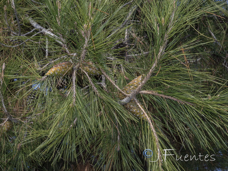 Pinus brutia.01