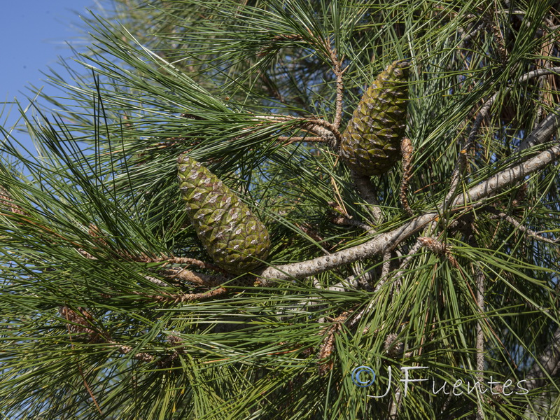 Pinus brutia.02