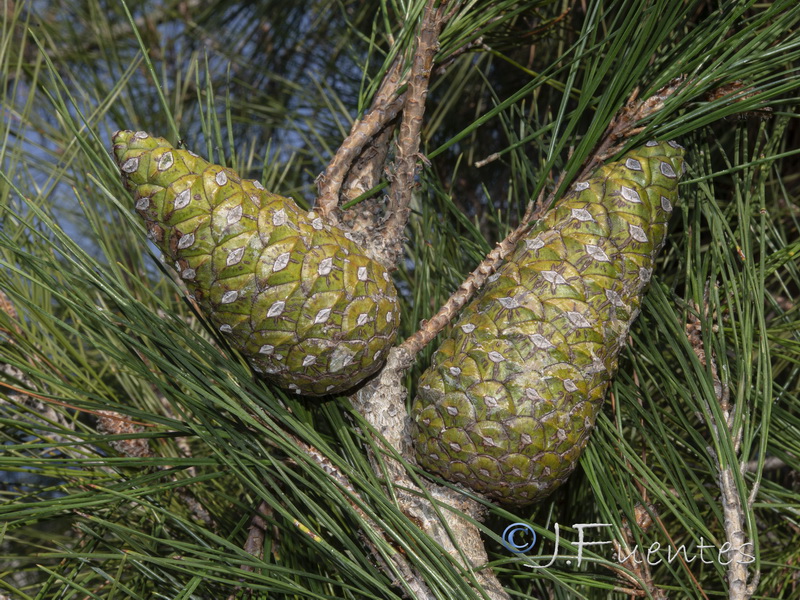 Pinus brutia.03