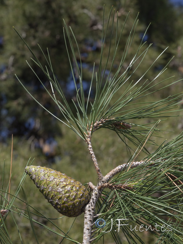 Pinus brutia.04