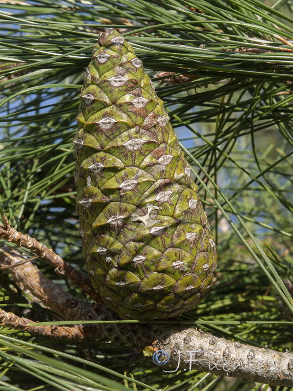 Pinus brutia.05