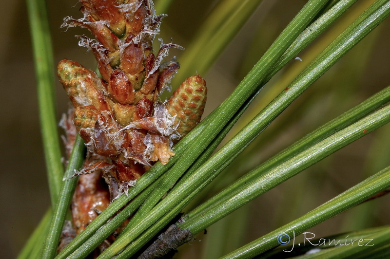 Pinus brutia.06