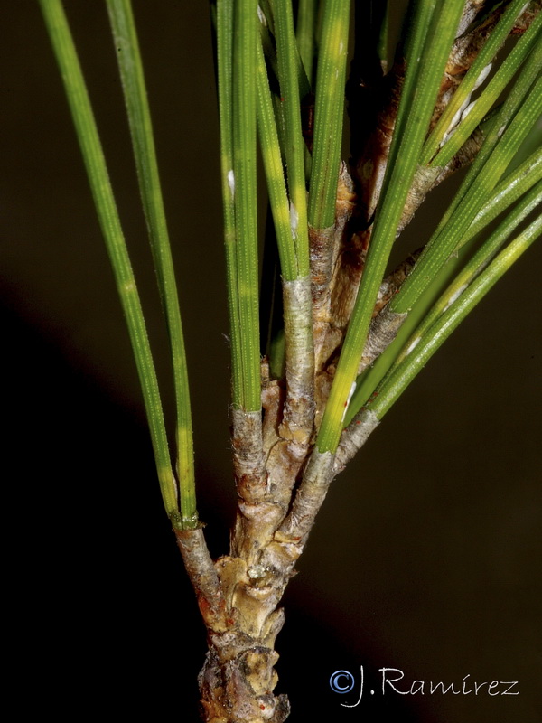 Pinus brutia.07