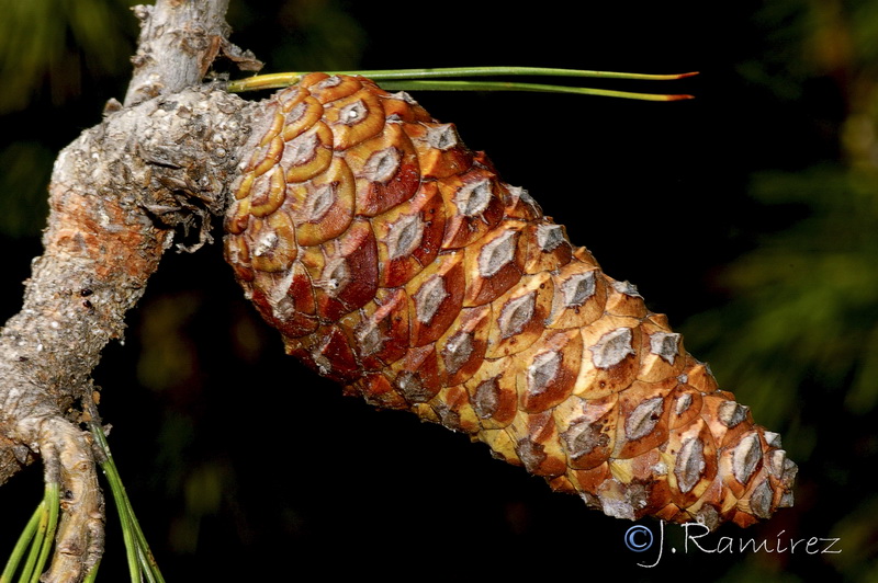 Pinus brutia.08
