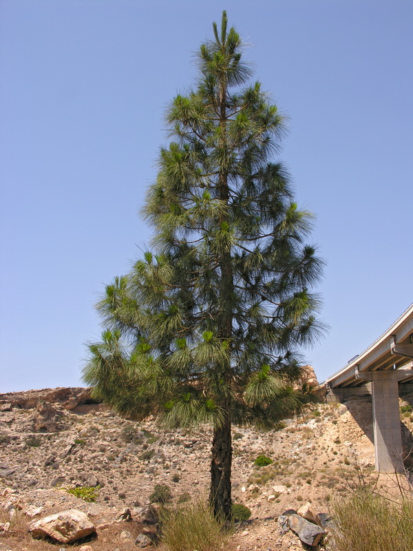 Pinus canariensis.01