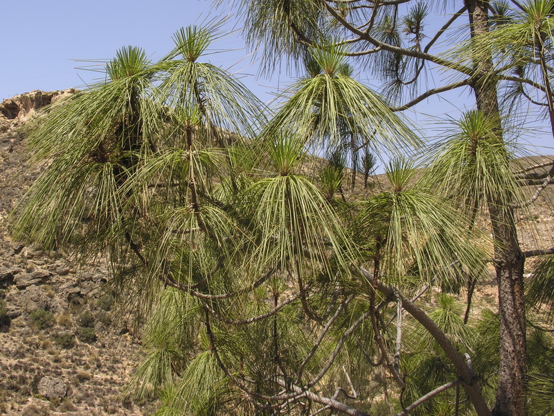 Pinus canariensis.02