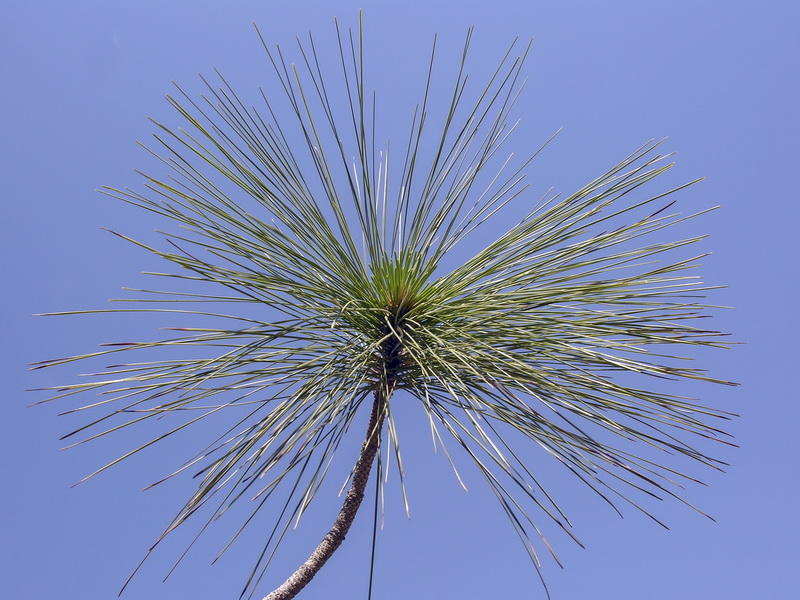 Pinus canariensis.04