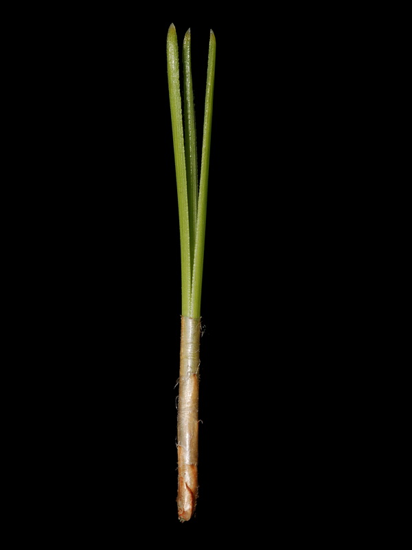 Pinus canariensis.06
