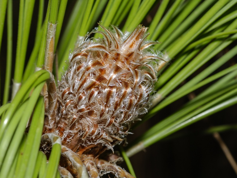 Pinus canariensis.10
