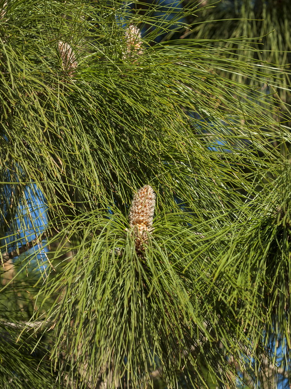 Pinus canariensis.11