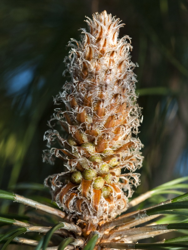 Pinus canariensis.13