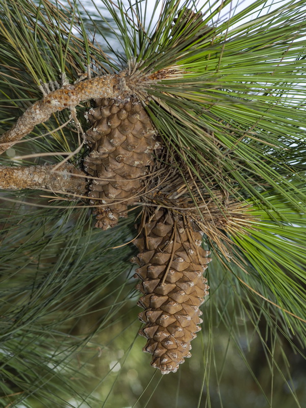 Pinus canariensis.14