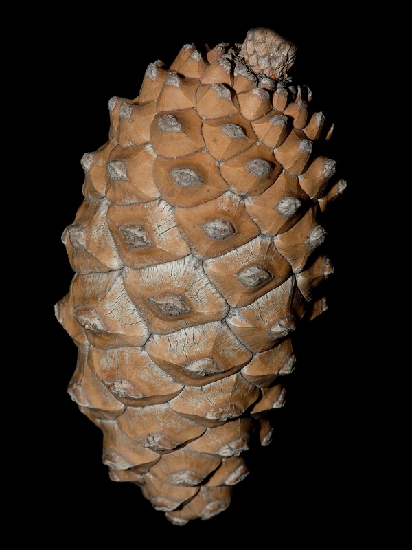 Pinus canariensis.16