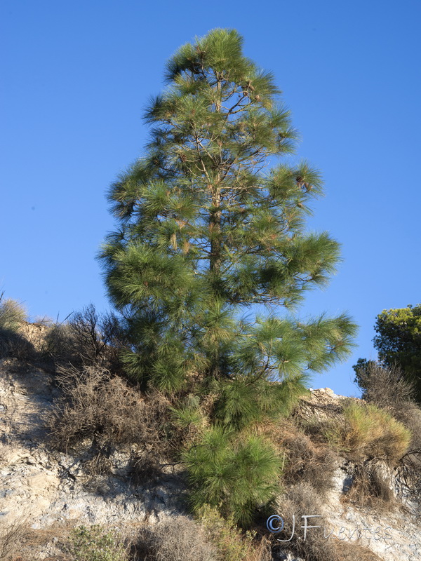 Pinus canariensis.20