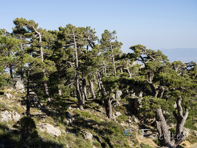 Pinus clusiana.02