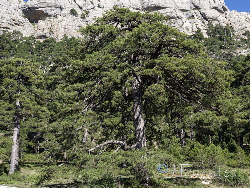 Pinus clusiana.03