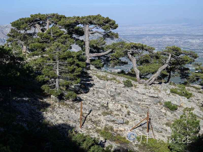 Pinus clusiana.04
