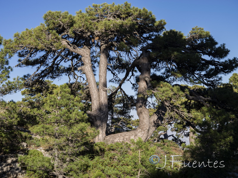 Pinus clusiana.05