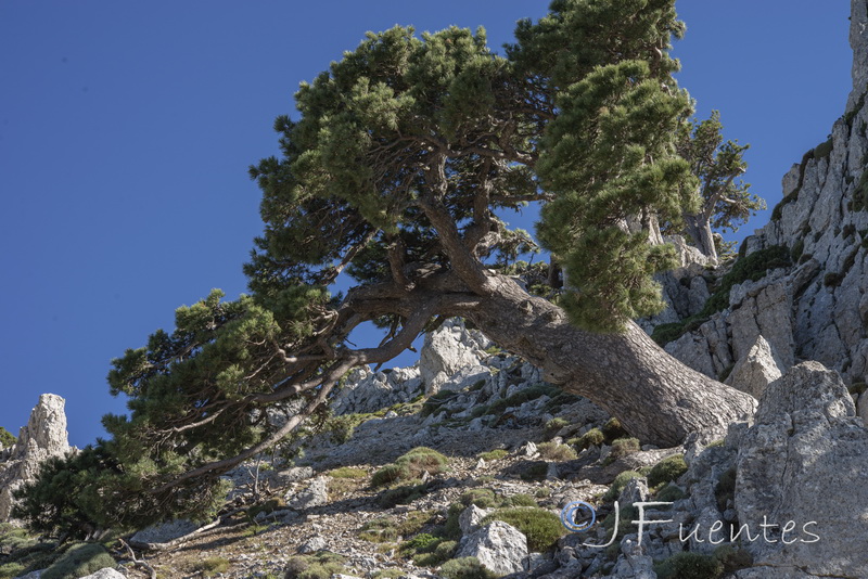 Pinus clusiana.06